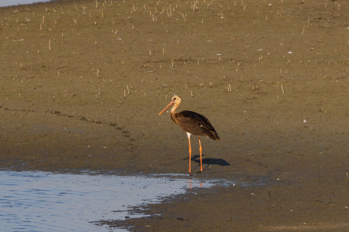 Black Stork - ML639193963