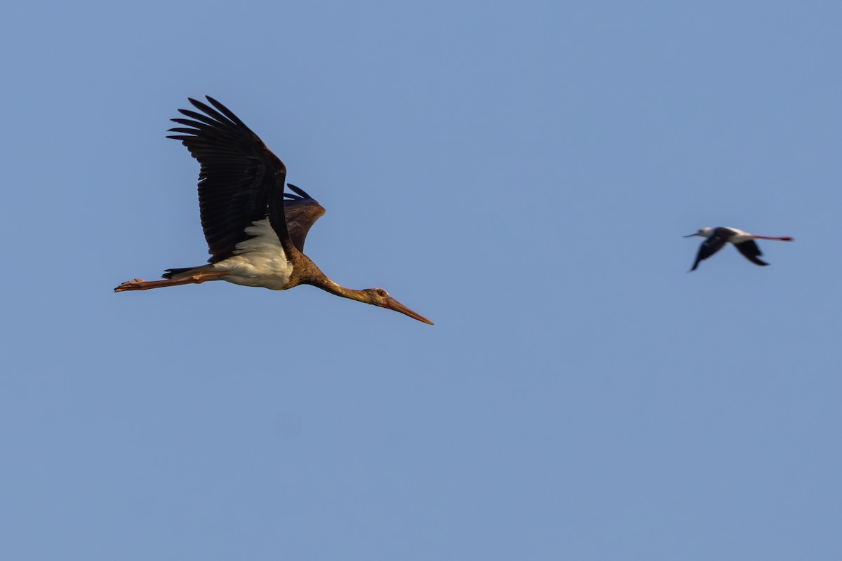 Black Stork - ML639193964