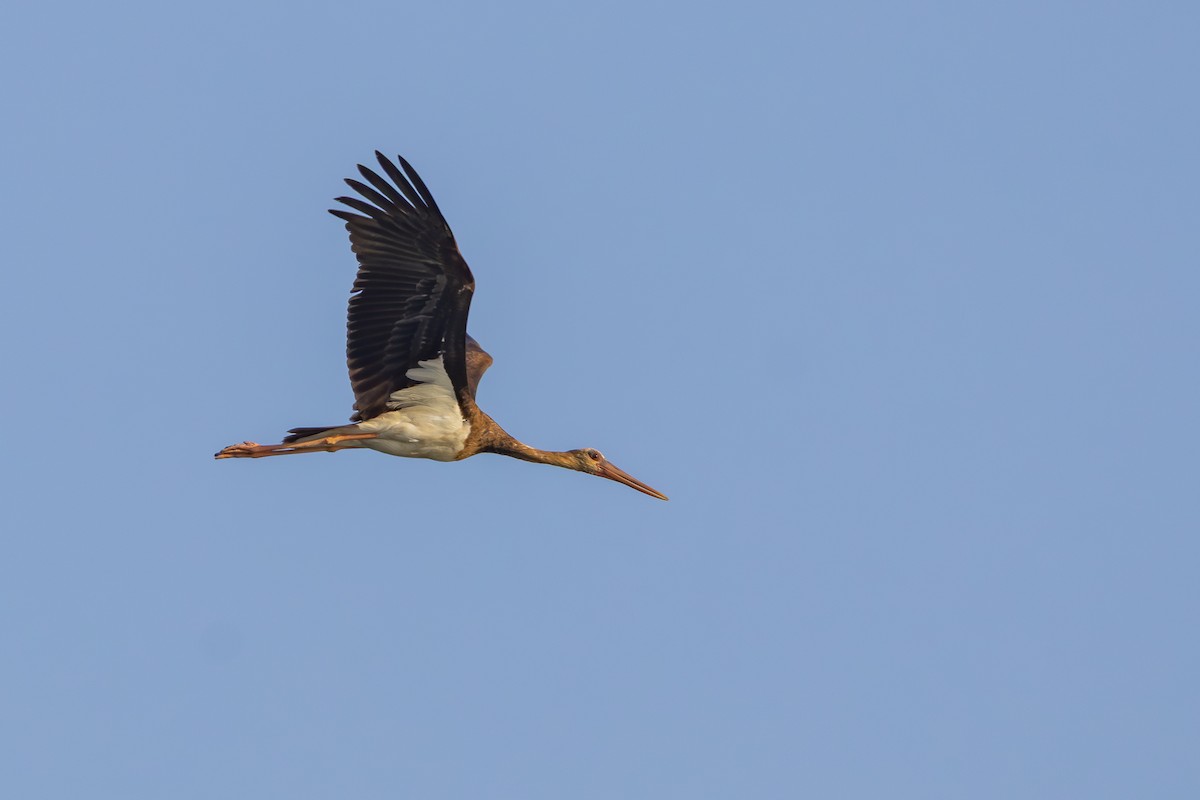 Black Stork - ML639193965