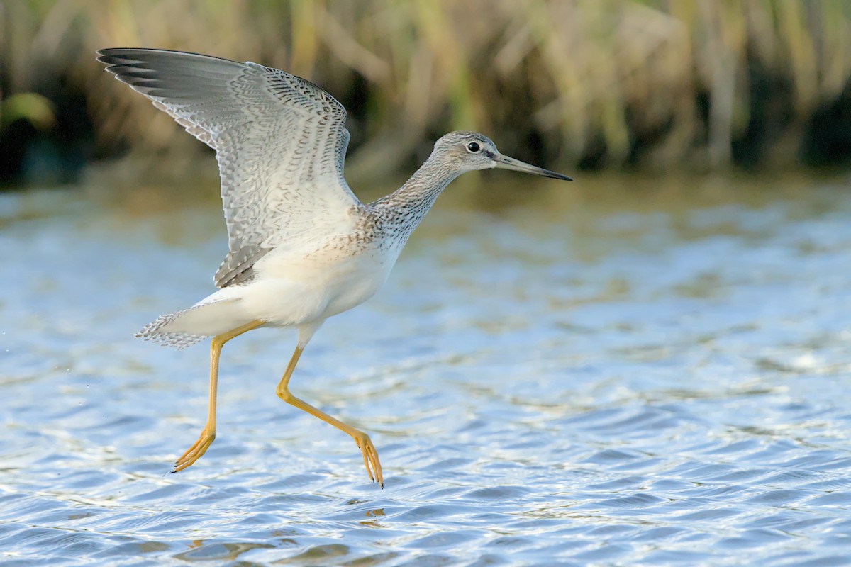 Greater Yellowlegs - ML639193975
