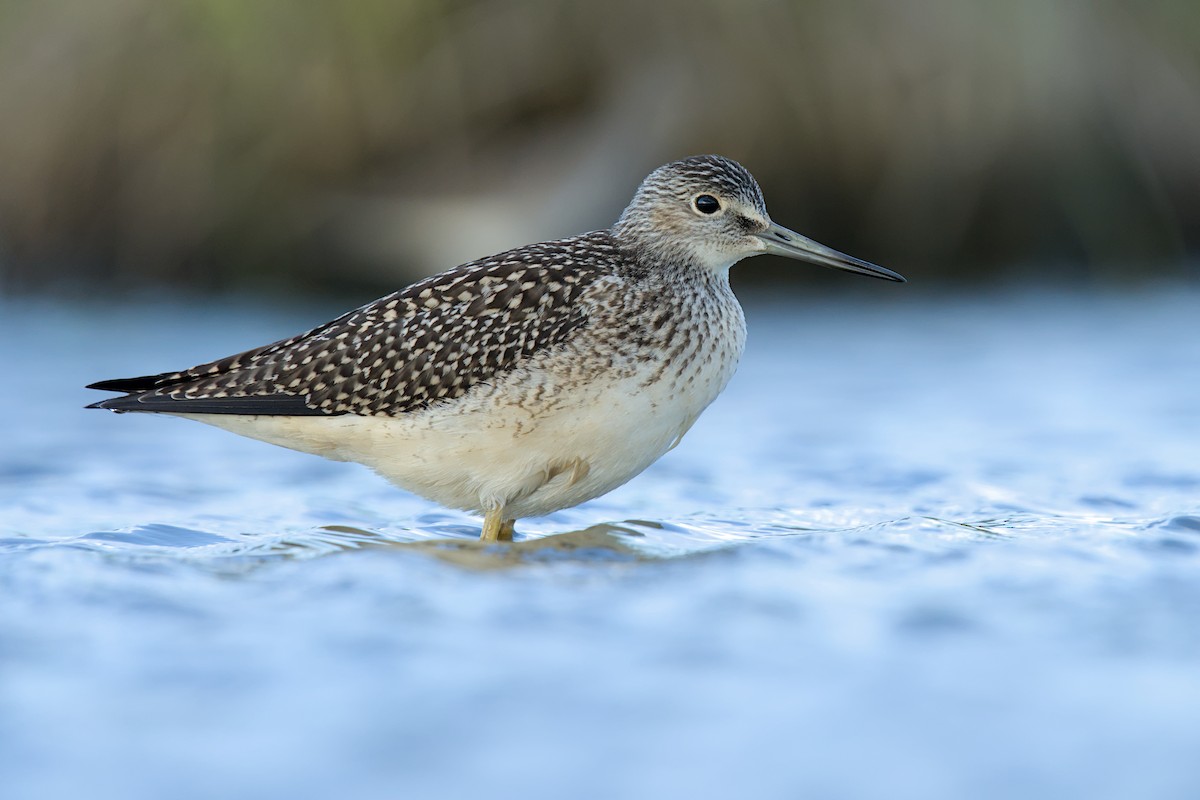 Greater Yellowlegs - ML639193977