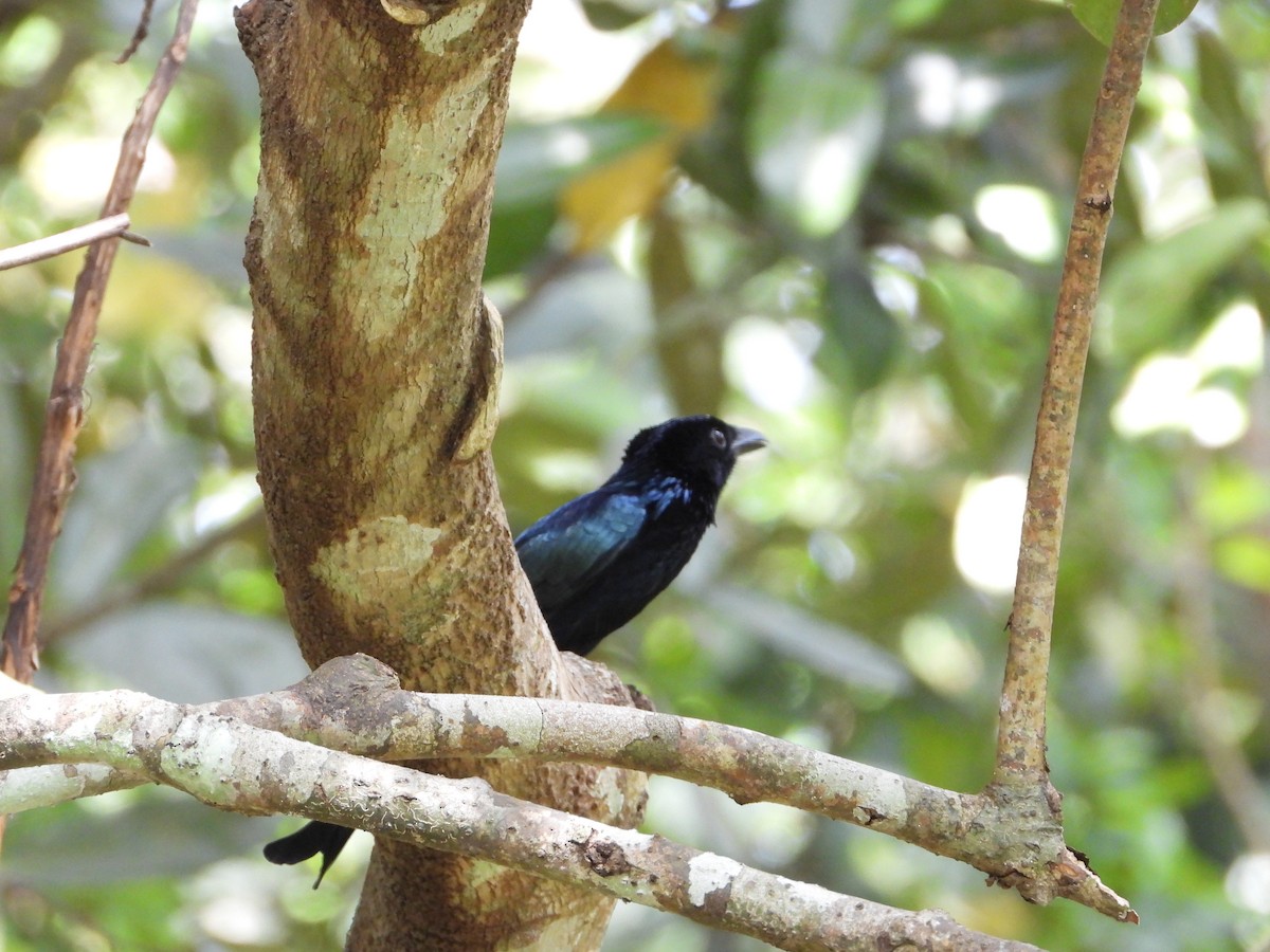 Palawan Drongo - ML639194014