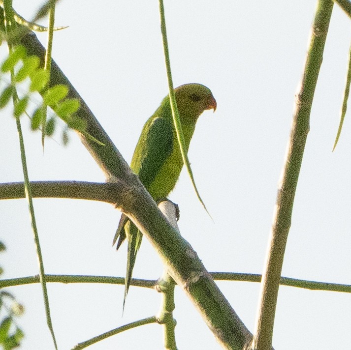 Olive-headed Lorikeet - ML639194194