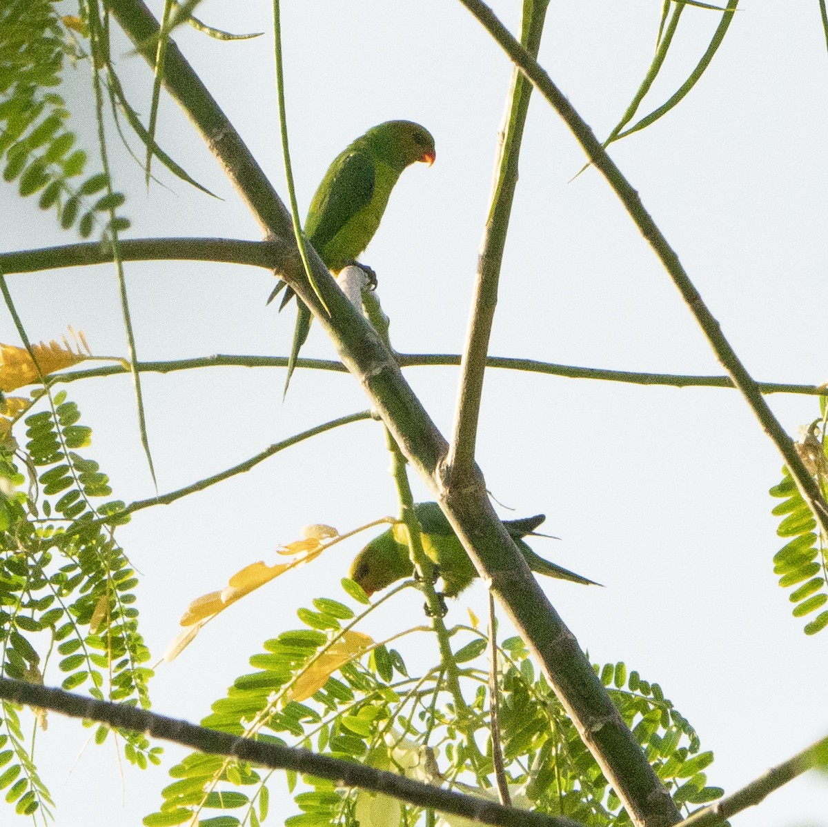 Olive-headed Lorikeet - ML639194195