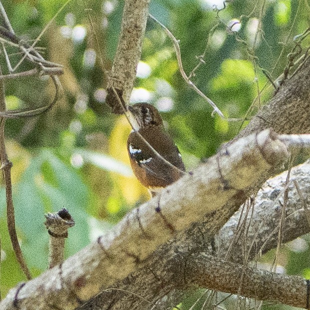 Orange-banded Thrush - ML639194206