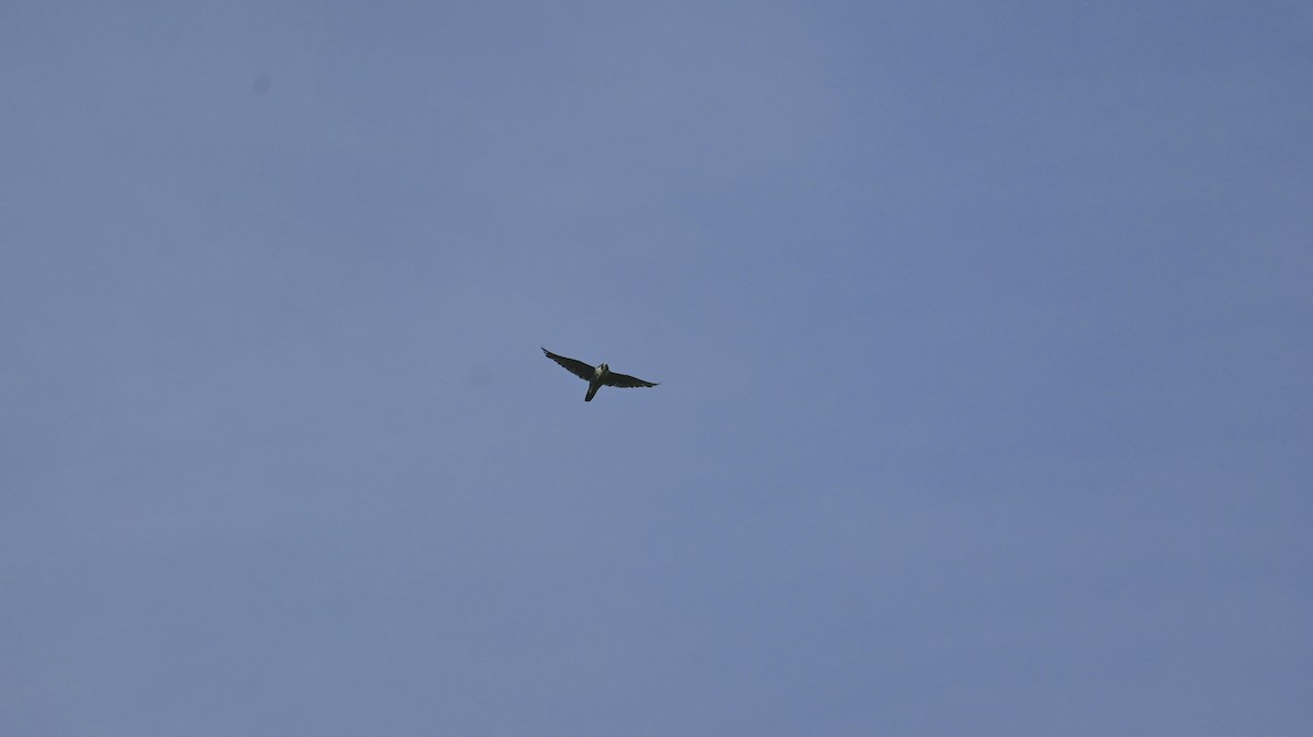 Peregrine Falcon - ML639194218