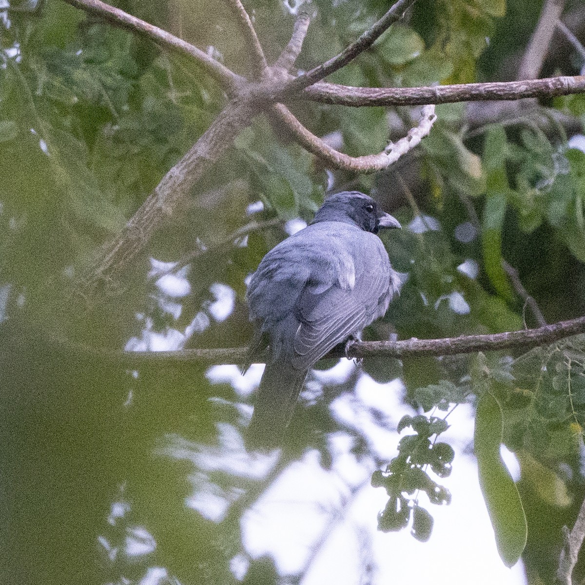 Wallacean Cuckooshrike - ML639194250