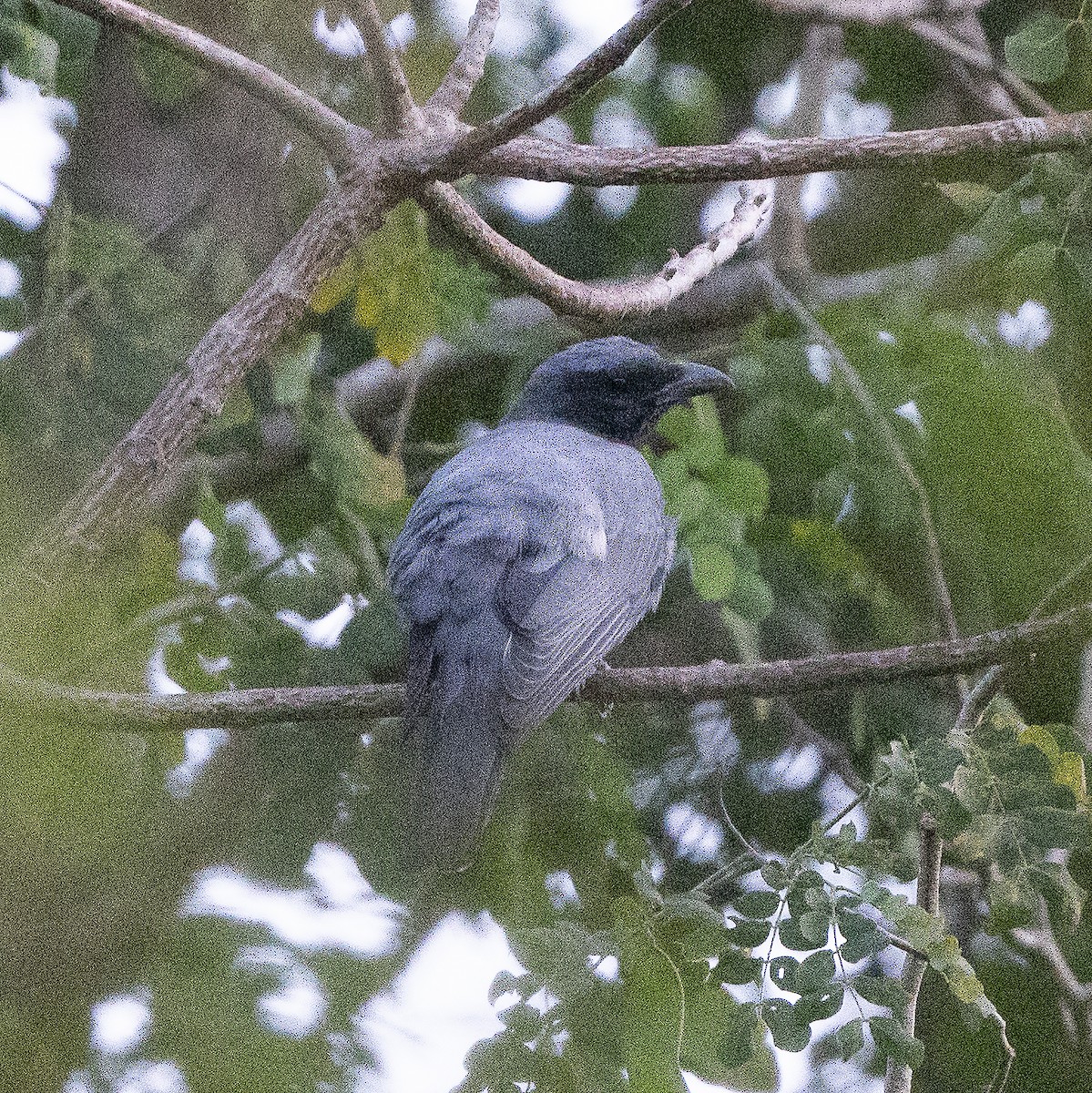 Wallacean Cuckooshrike - ML639194251