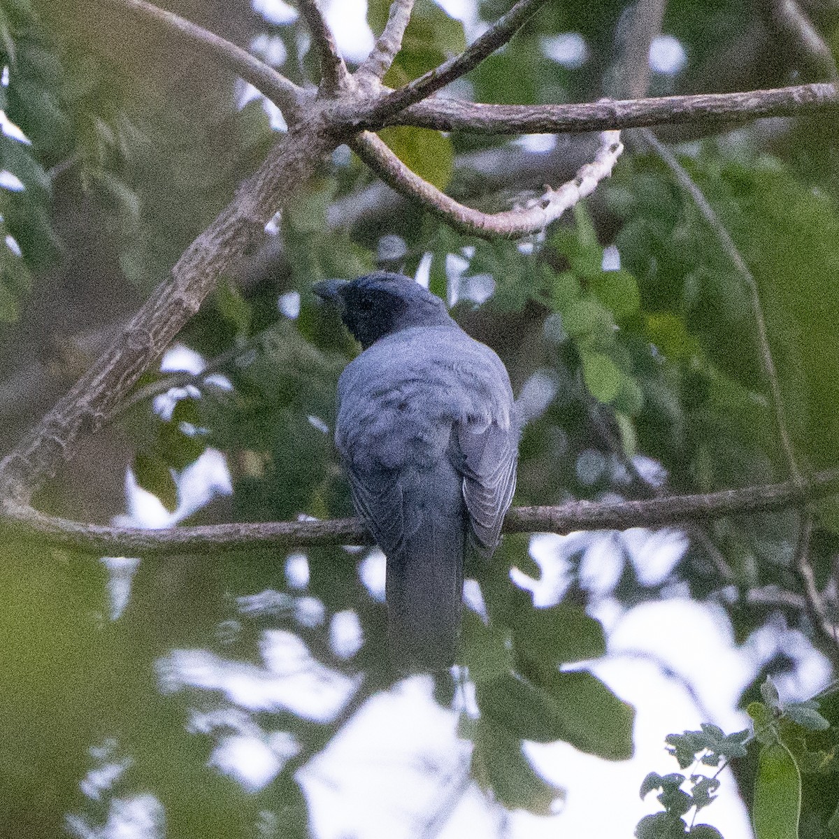 Wallacean Cuckooshrike - ML639194252