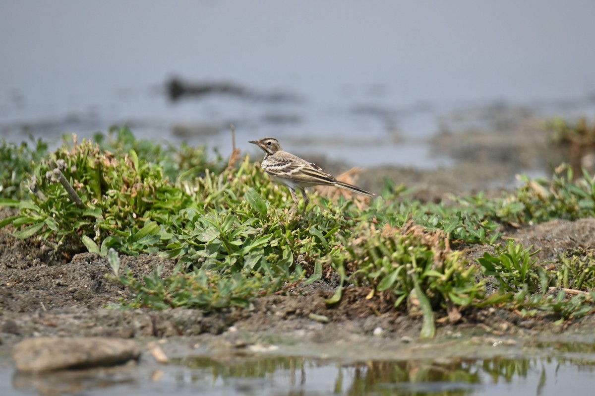 Western Yellow Wagtail (feldegg) - ML639194261