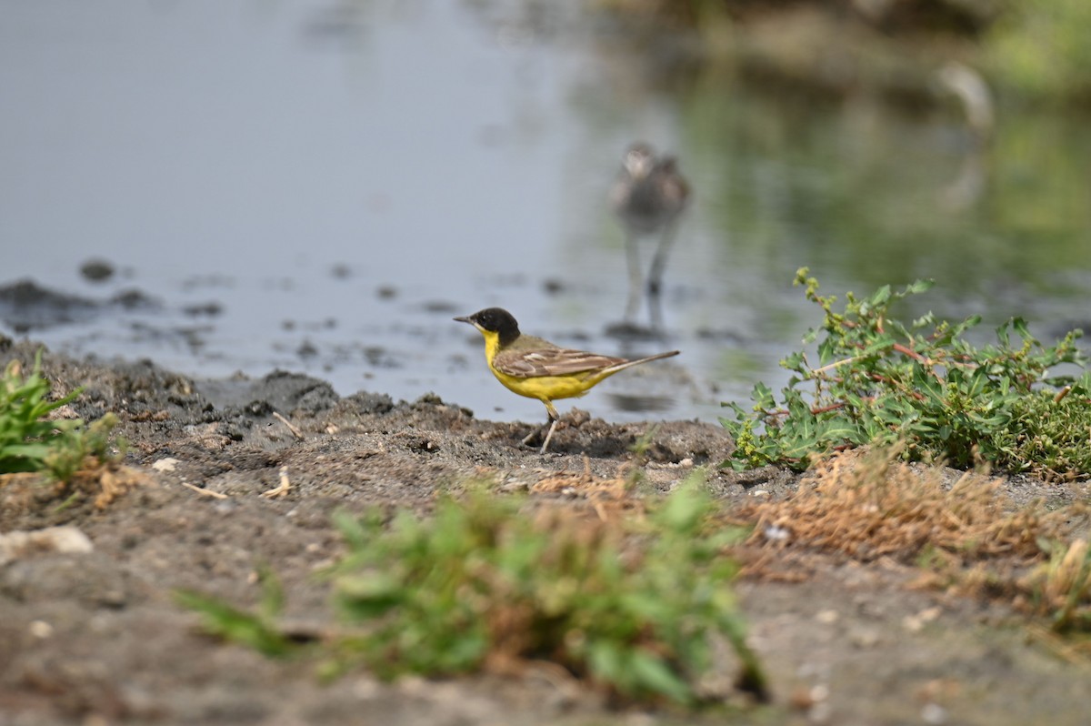 Western Yellow Wagtail (feldegg) - ML639194262