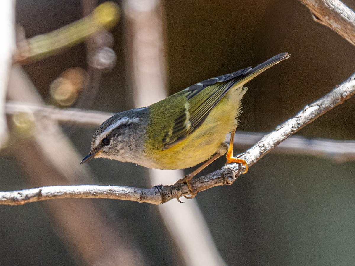 Ashy-throated Warbler - ML639194267