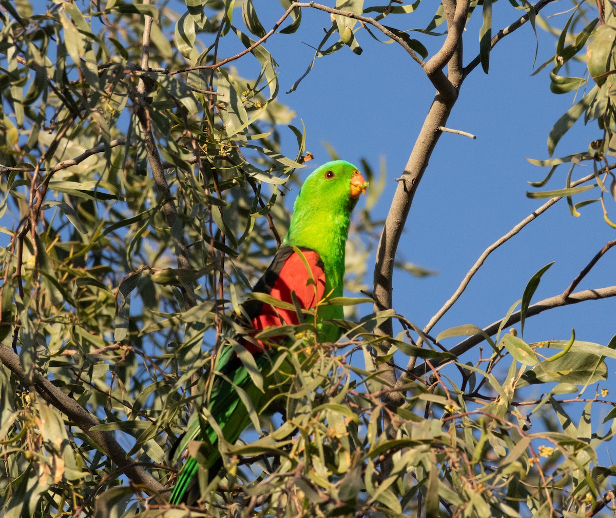 Red-winged Parrot - ML639194273