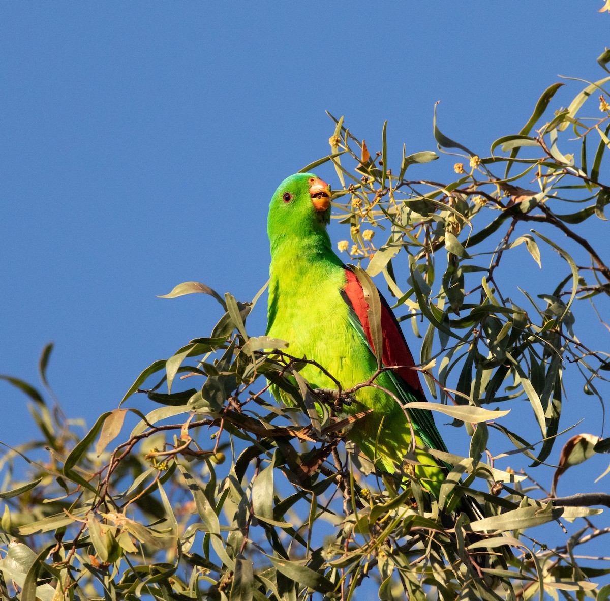 Red-winged Parrot - ML639194274