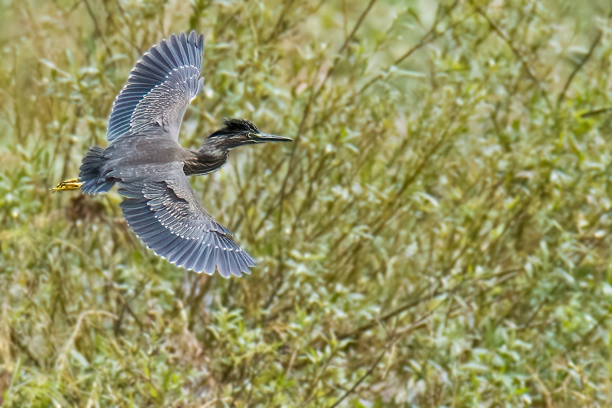 Little Heron - ML639194310
