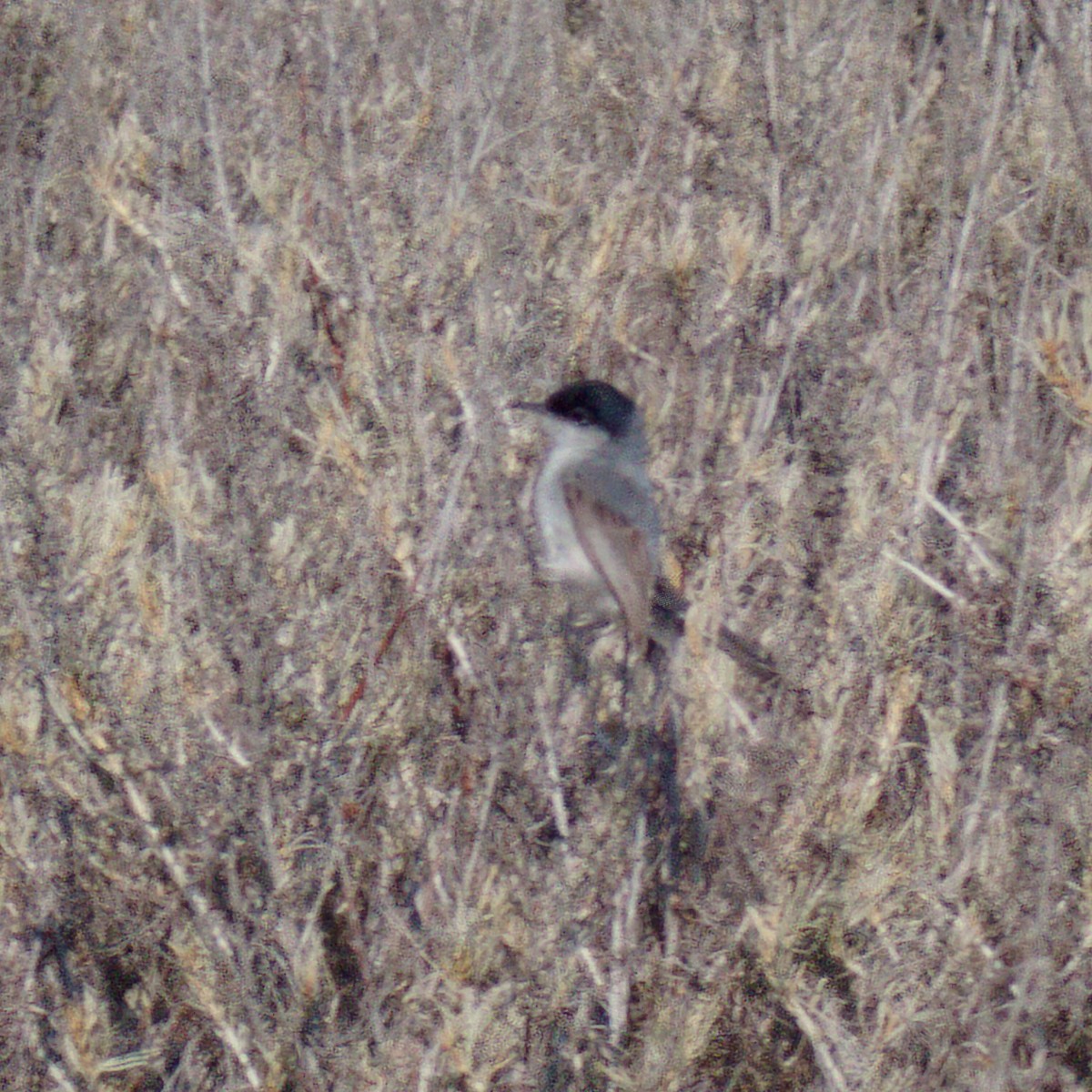 California Gnatcatcher - ML639194353