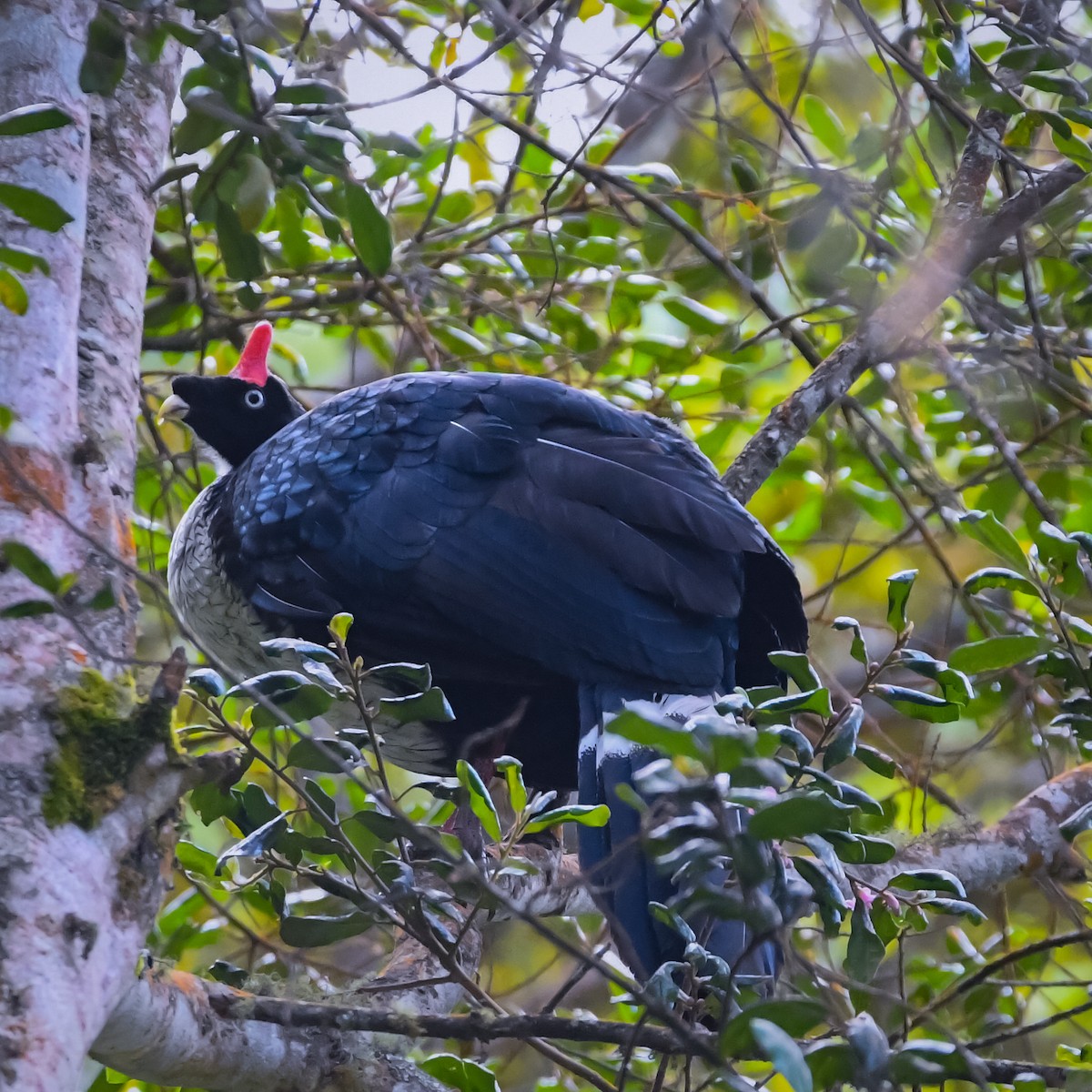 Pavón Cornudo - ML639194369