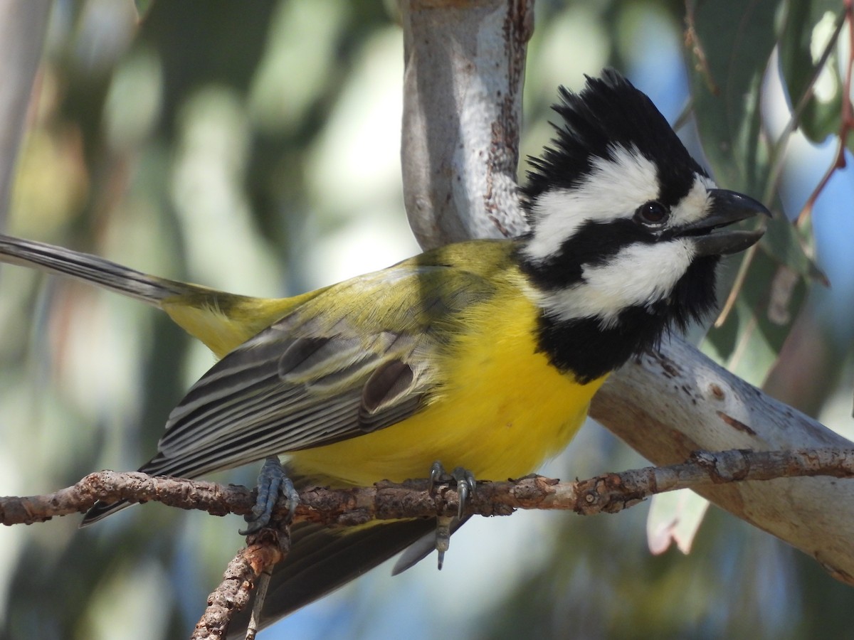 Eastern Shrike-tit - ML639194396