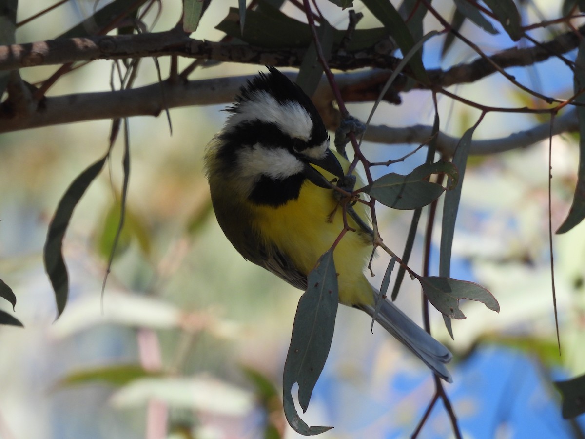 Eastern Shrike-tit - ML639194402