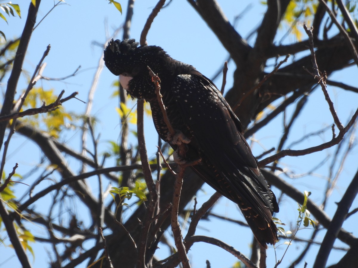 Red-tailed Black-Cockatoo - ML639194418