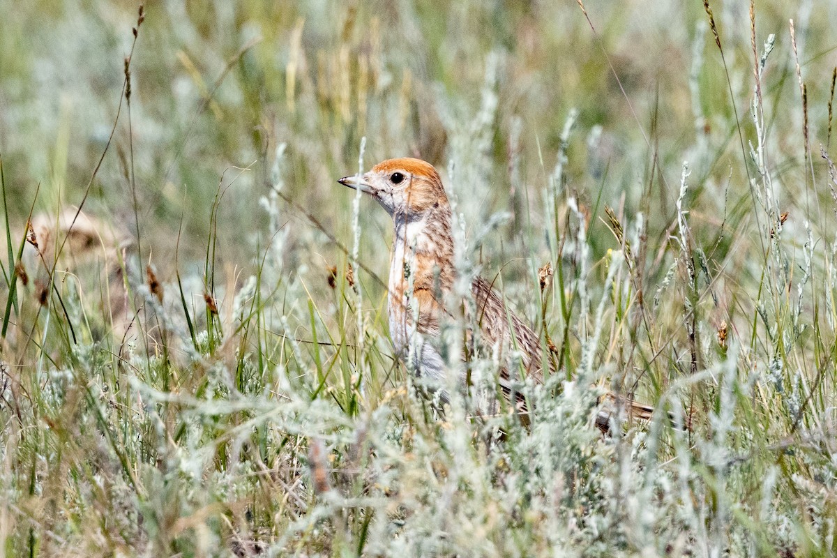 White-winged Lark - ML639194709