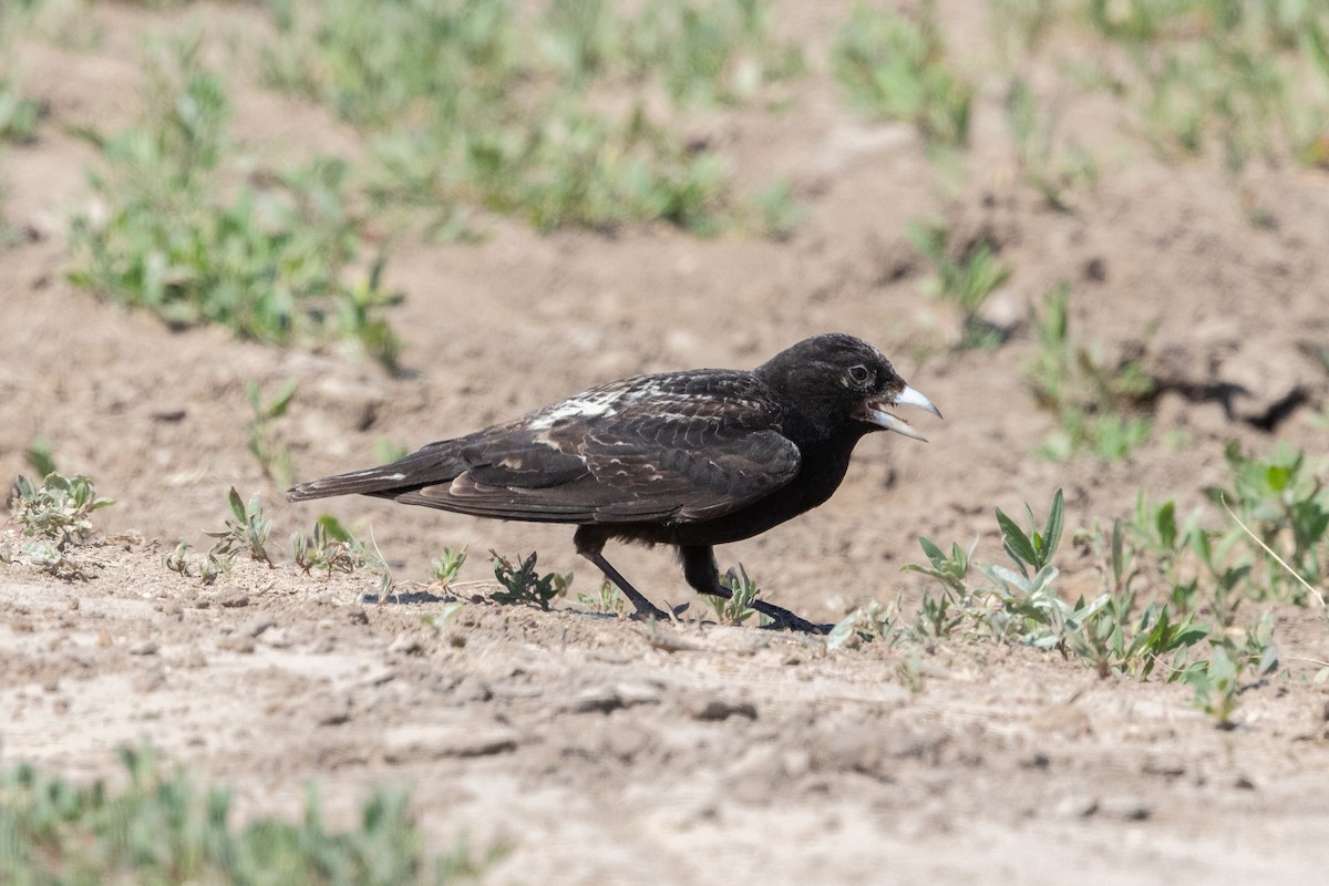 Black Lark - ML639194755