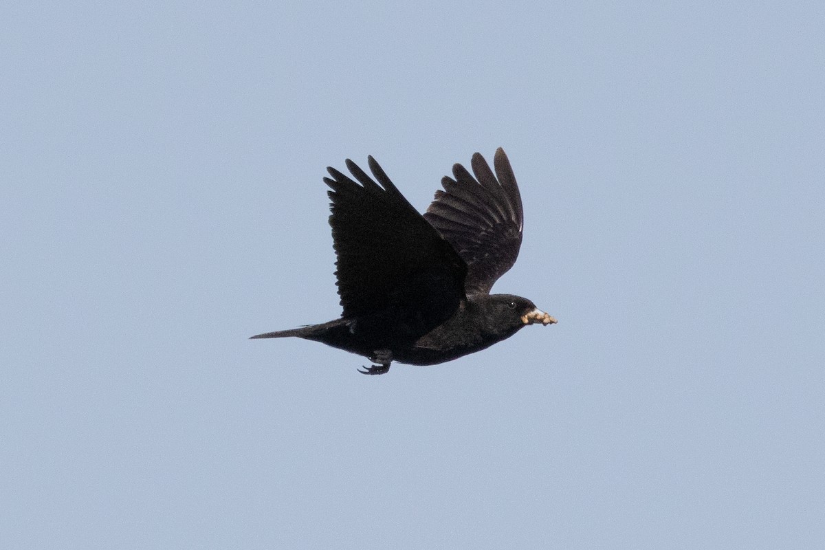 Black Lark - ML639194849