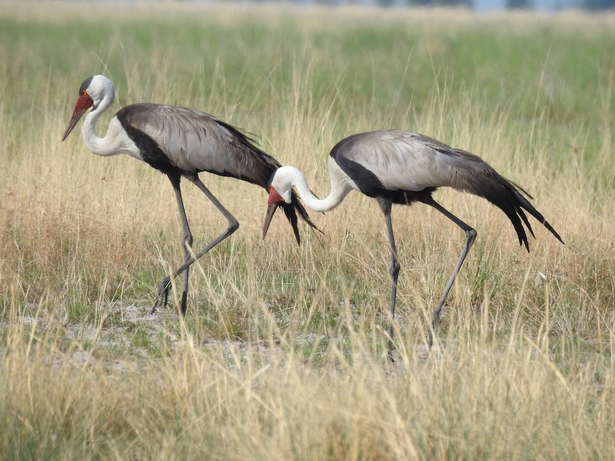 Wattled Crane - ML639194916
