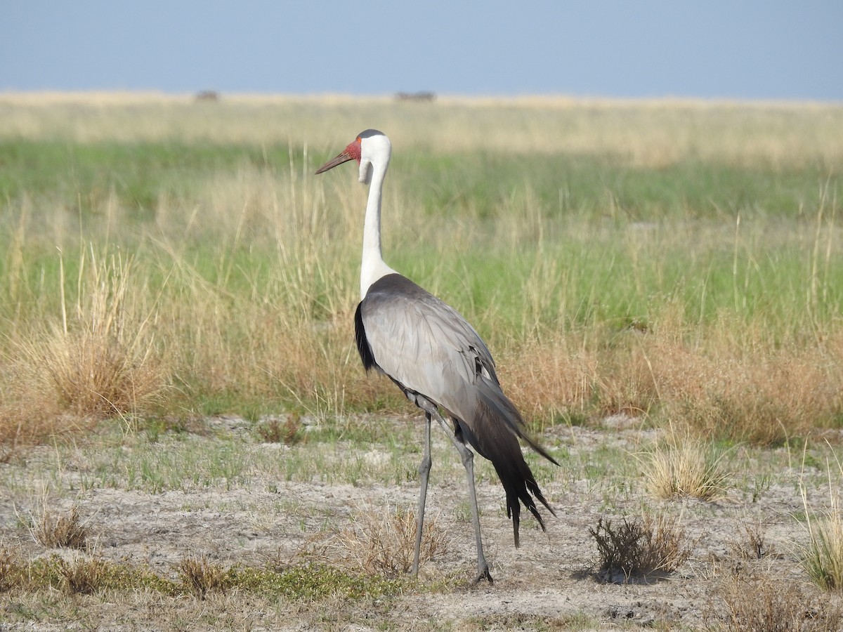 Wattled Crane - ML639194919
