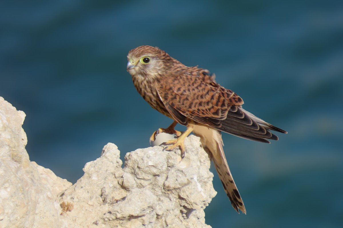 Eurasian Kestrel - ML639195049