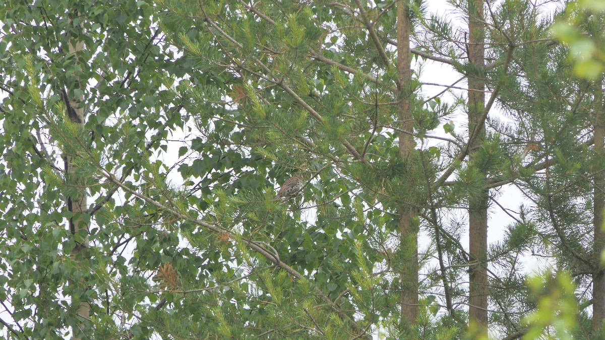 Hazel Grouse - ML639195107