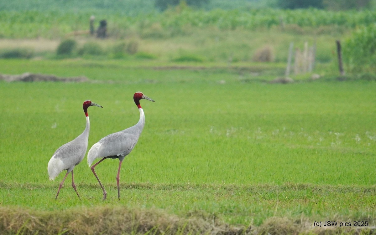 Sarus Crane - ML639195240