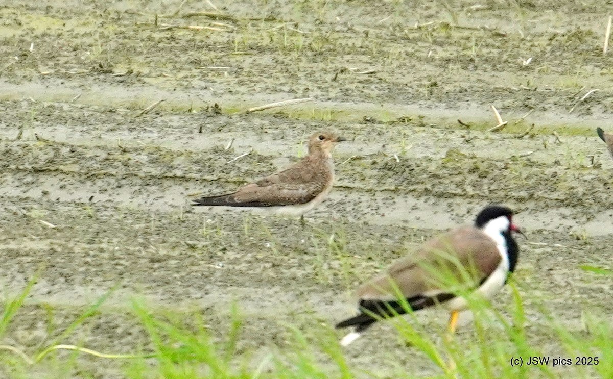 Oriental Pratincole - ML639195245