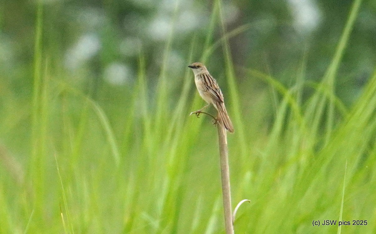 Bristled Grassbird - ML639195320