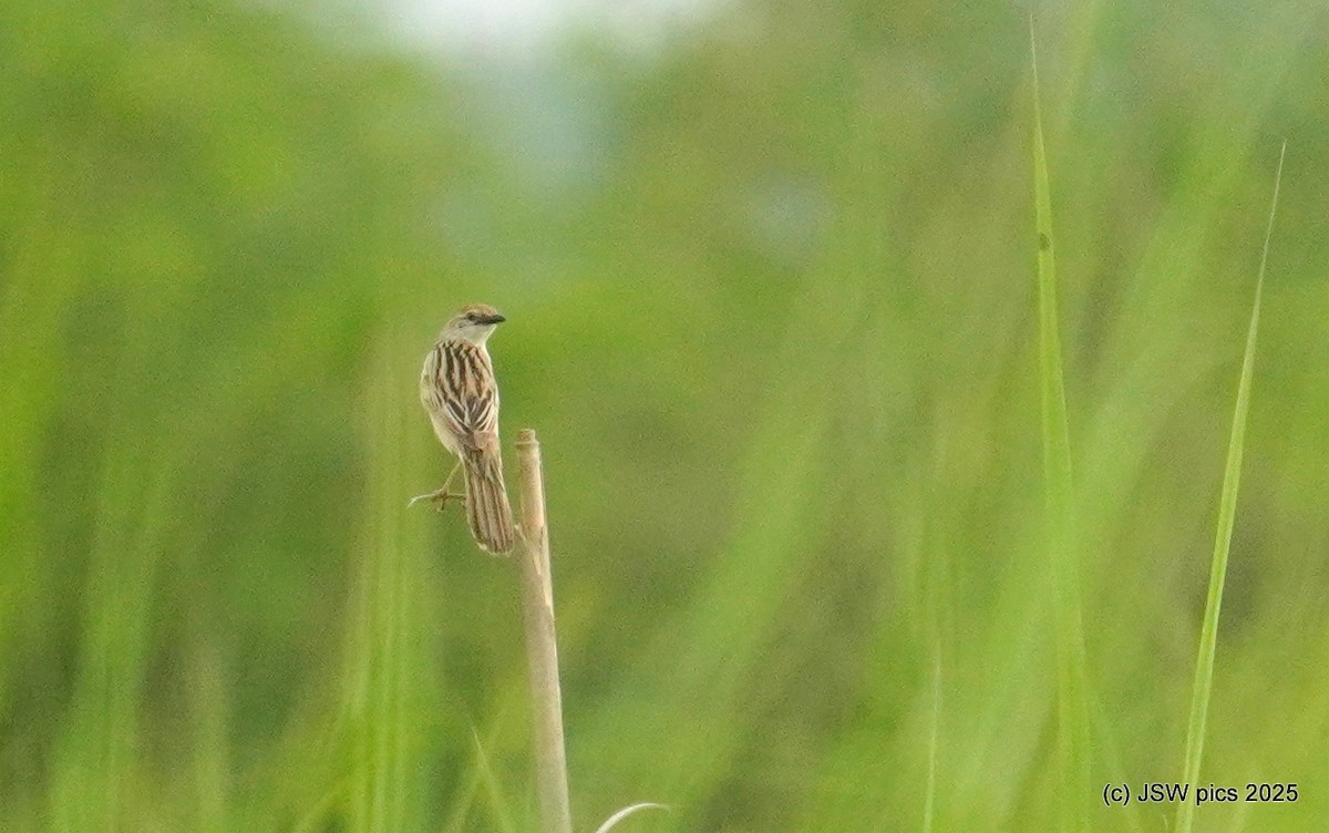 Bristled Grassbird - ML639195321