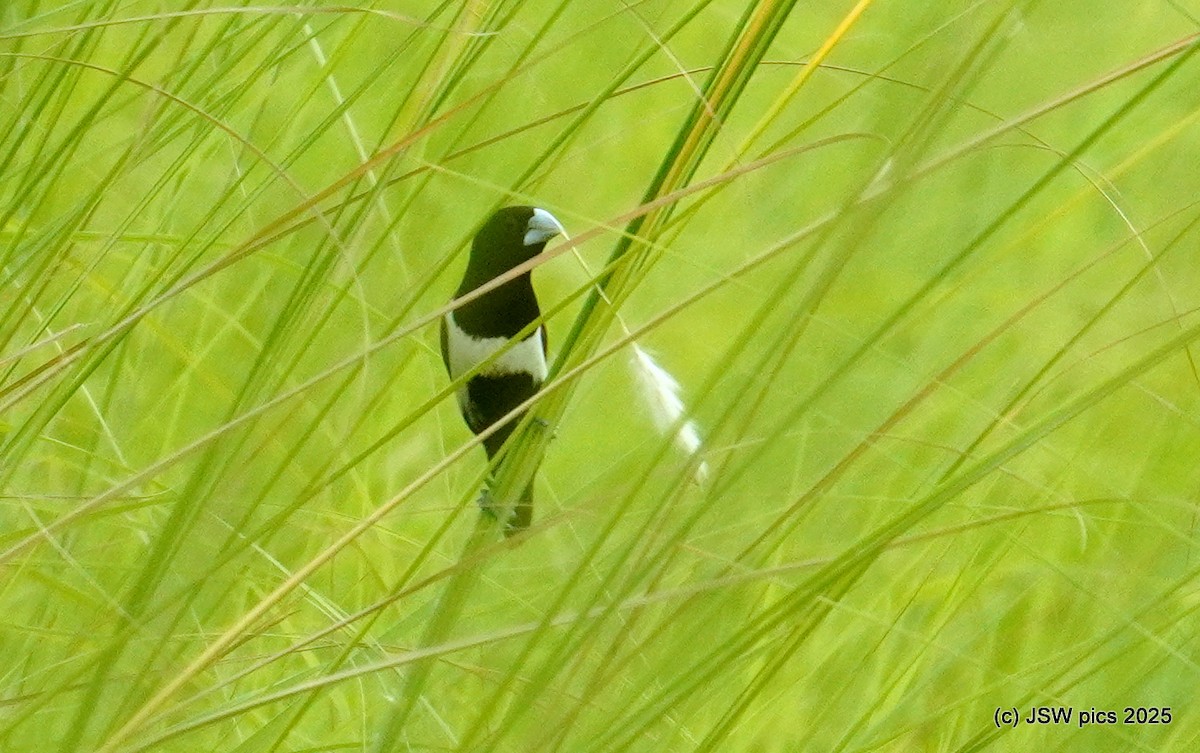 Tricolored Munia - ML639195325
