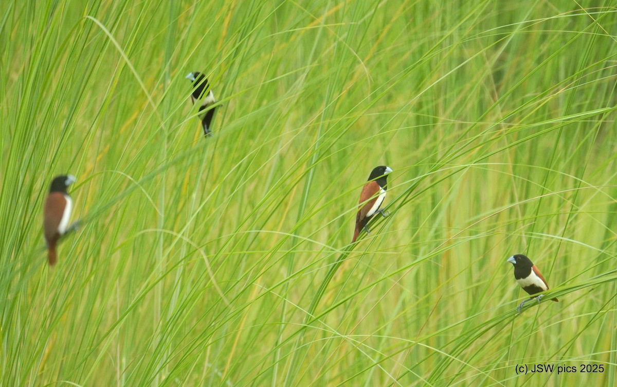 Tricolored Munia - ML639195326
