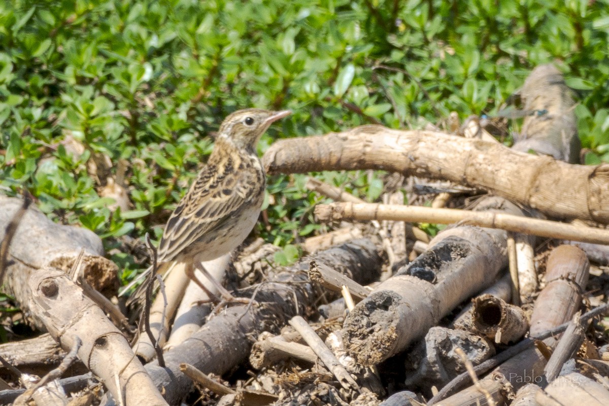 Peruvian Pipit - ML639195328