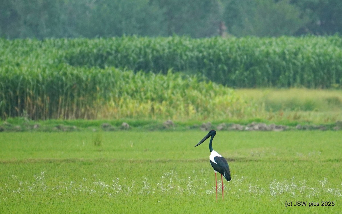 Black-necked Stork - ML639195387