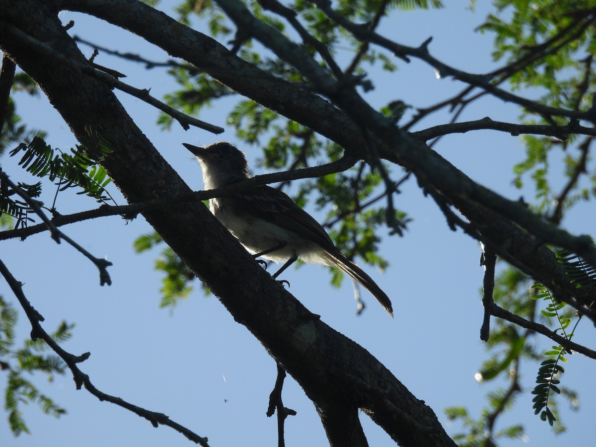 Puerto Rican Flycatcher - ML639195432
