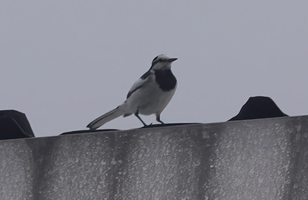 White Wagtail (ocularis/Black-backed) - ML639195571