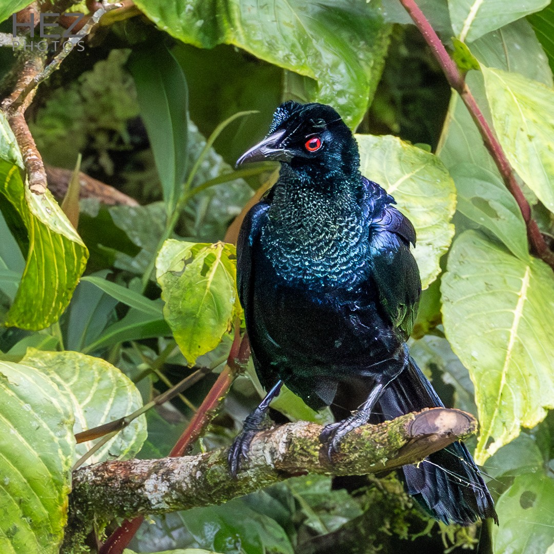 Crinkle-collared Manucode - ML639195585