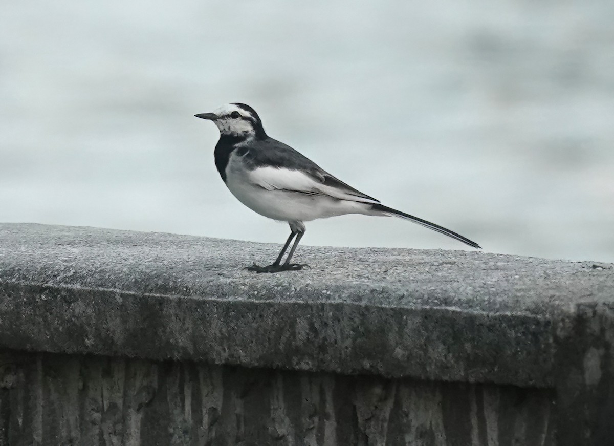 White Wagtail (ocularis/Black-backed) - ML639195592