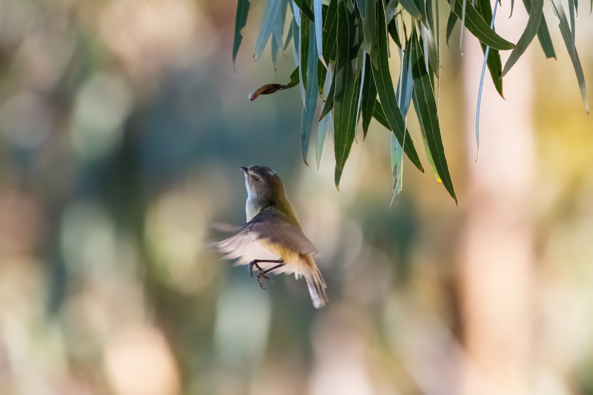 Weebill - ML639195604