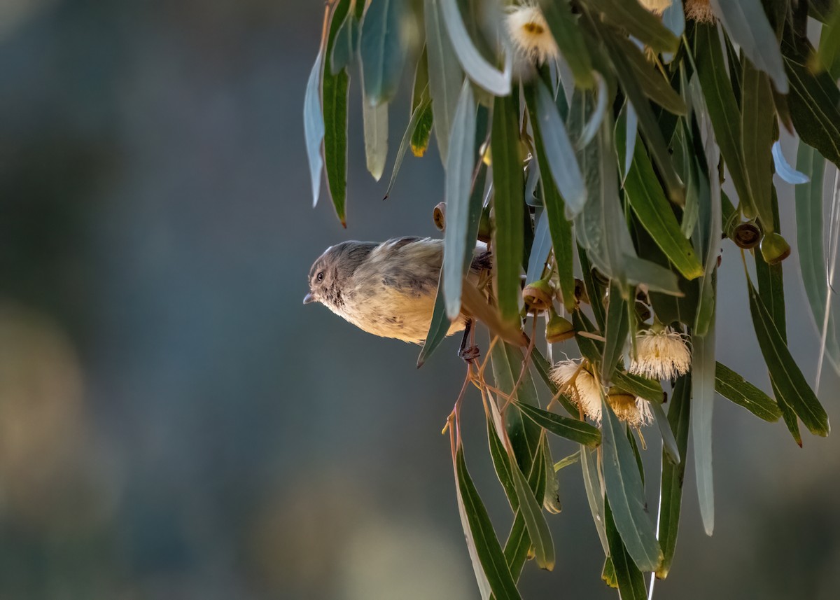 Weebill - ML639195605