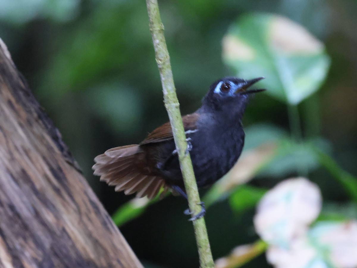 Chestnut-backed Antbird - ML639195695