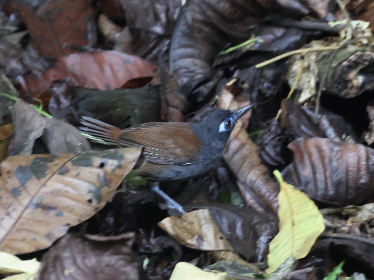 Chestnut-backed Antbird - ML639195696