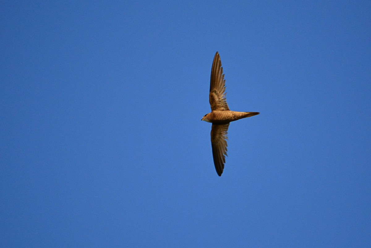 Pallid Swift - ML639195790