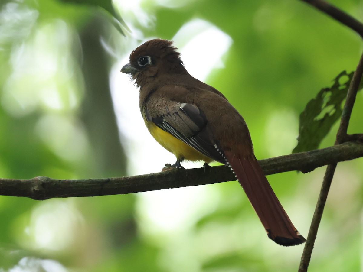 Graceful Black-throated Trogon - ML639195797