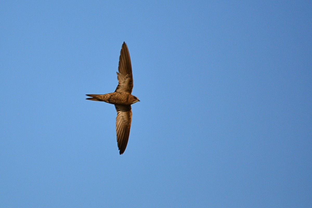 Pallid Swift - ML639195808